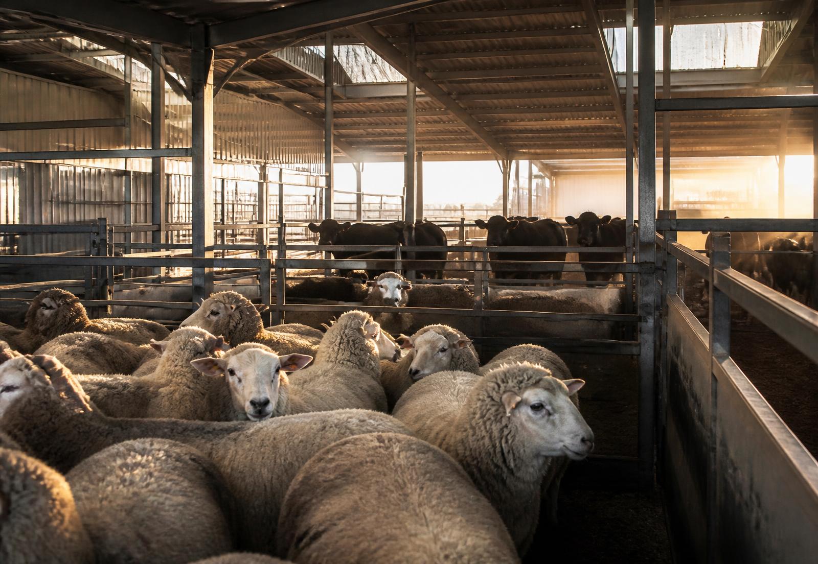 Sheep and cattle in a clean, modern livestock holding facility